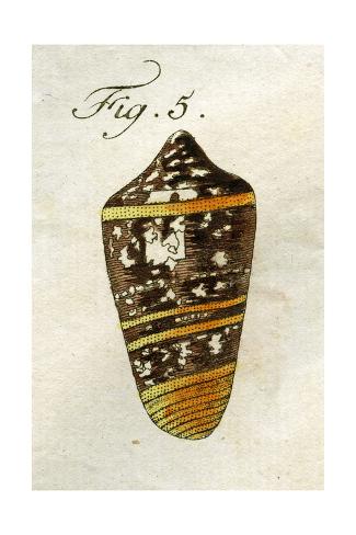 Giclee Print: Illustration of Conus Ammiralis (Subspecies Summus), 1790 by Jacob Xavier Schmuzer: 24x16in