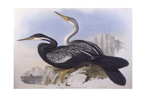 Giclee Print: Australian Darter (Anhinga Novaehollandiae) by John Gould: 24x16in