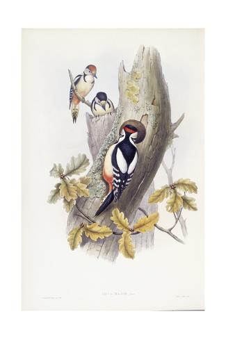 Giclee Print: Great Spotted Woodpecker (Dendrocopos Major) by John Gould: 24x16in