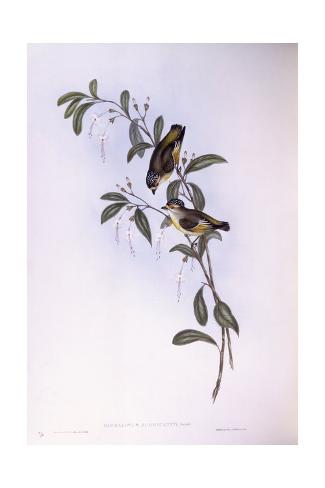 Giclee Print: Red-Browed Pardalote (Pardalotus Rubricatus) by John Gould: 24x16in