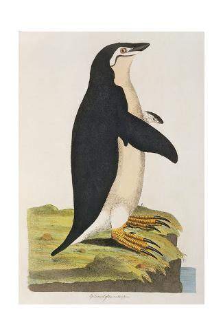 Giclee Print: Aptenodytes Antarctica' from 'Cimelia Physica. Figures of Rare and Curious Quadrupeds by John Frederick Miller: 24x16in