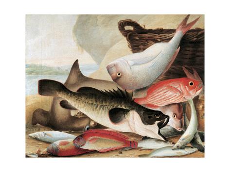 Giclee Print: Fish Catch and Dawes Point, Sydney Harbour, C.1813 by John William Lewin: 24x18in