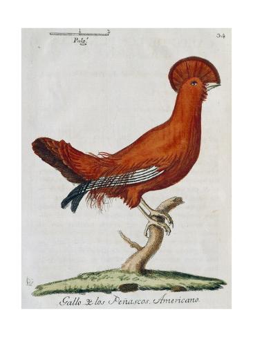 Giclee Print: American Rooster, 1784 by Juan Bautista Bru De Ramon: 24x18in