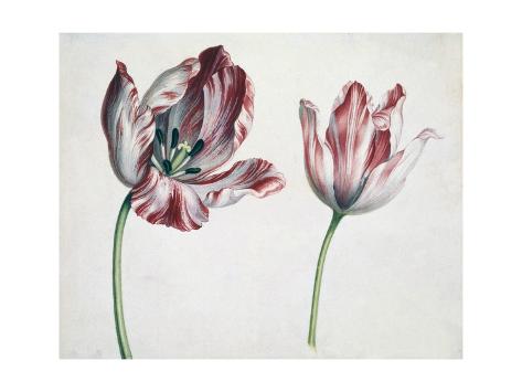 Giclee Print: Tulips by Simon Peeterz Verelst: 24x18in