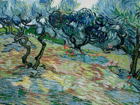 Giclee Print: Olive Trees, 1889 by Vincent van Gogh : 16x12in