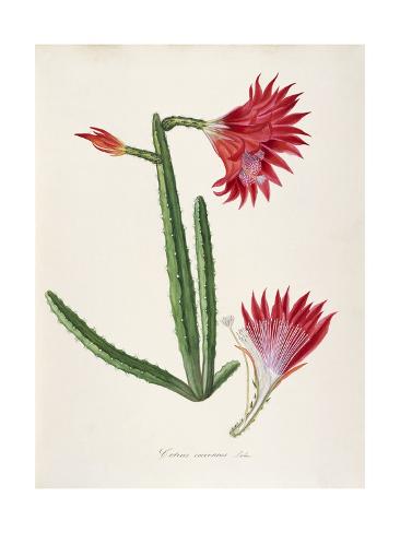 Giclee Print: Cereus Coccineus Salm-Dyck: 24x18in