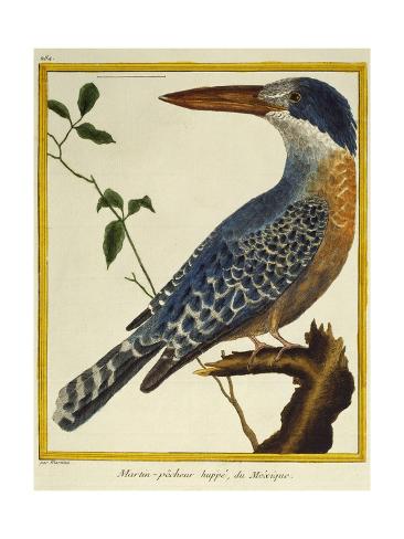 Giclee Print: Giant Kingfisher (Megaceryle Maxima) : 24x18in
