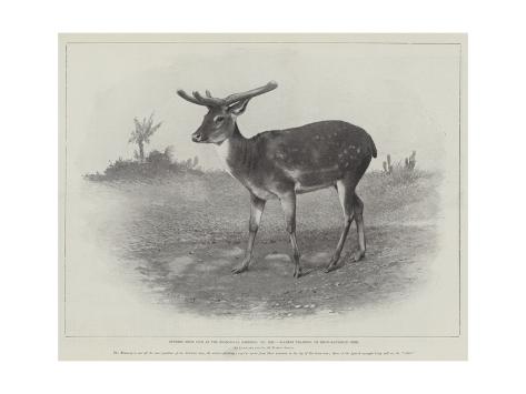 Giclee Print: Studies from Life at the Zoological Gardens, Siamese Thameng, or Brow-Antlered Deer: 24x18in