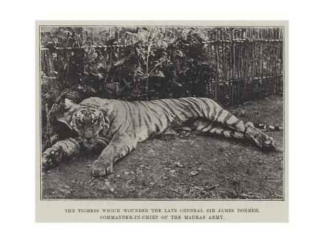 Giclee Print: The Tigress Which Wounded the Late General Sir James Dormer, Commander-In-Chief of the Madras Army: 24x18in