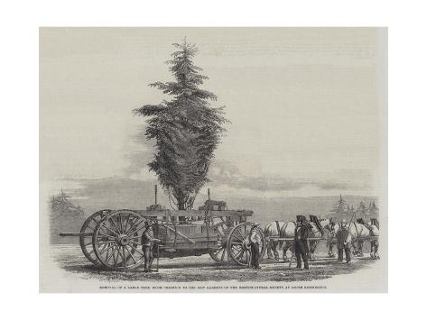 Giclee Print: Removal of a Large Tree from Chiswick to the New Gardens of the Horticultural Society at South Kens: 24x18in