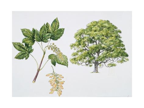 Giclee Print: Botany, Aceraceae, Sycamore Maple Acer Pseudoplatanus with Flower and Leaf: 24x18in