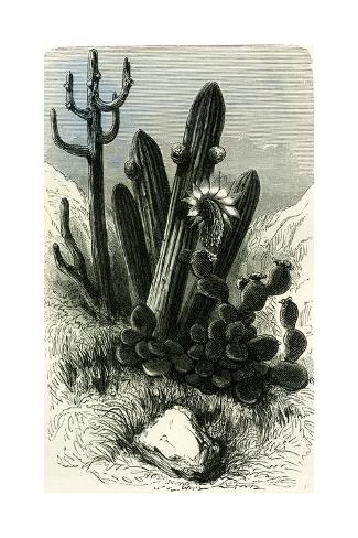 Giclee Print: Cereus Candelaris and Opuntia 1869 Peru: 24x16in