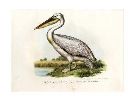 Giclee Print: Great White Pelican, 1864: 24x18in
