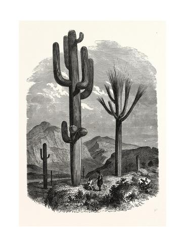 Giclee Print: The Cereus Giganteus, or Monumental Cactus: 24x18in