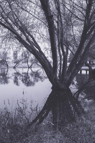 Photographic Print: Tree and Pond Reflections at Marin County Pond California by Vincent James: 24x16in