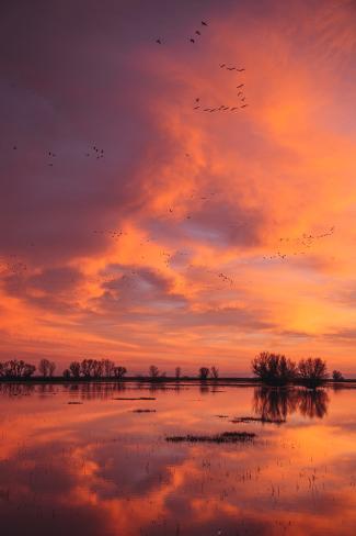 Photographic Print: Sunset Reflections at Merced Wildlife Refuge by Vincent James: 24x16in