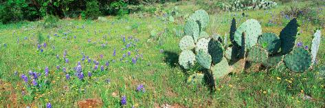 Photographic Print: Cacti and Wildflowers, Texas: 42x14in