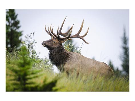 Premium Giclee Print: Antlered Bull Elk Banff Alberta: 9x12in