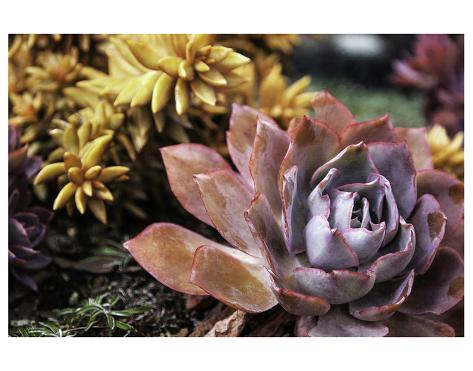 Premium Giclee Print: Sempervivum: 44x56in