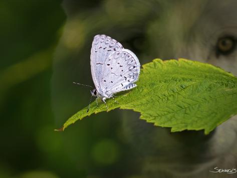 Photographic Print: Moth and Wolf by Gordon Semmens: 24x18in