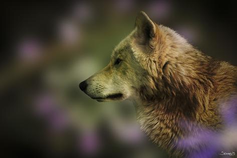 Photographic Print: Wolf Profile HL2 by Gordon Semmens: 24x16in