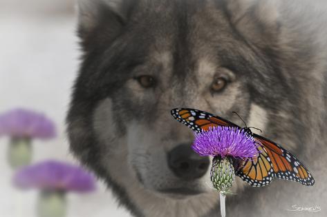 Photographic Print: Monarch and Wolf II by Gordon Semmens: 24x16in