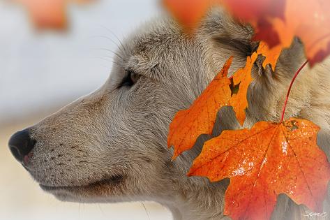 Photographic Print: Wolf Profile Autumn Leaves by Gordon Semmens: 24x16in