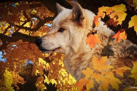 Photographic Print: Autumn Leaves and Wolf by Gordon Semmens: 24x16in