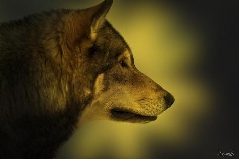 Photographic Print: Wolf Profile HL1 by Gordon Semmens: 24x16in