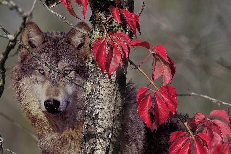 Photographic Print: Autumn Wolf by Gordon Semmens: 24x16in