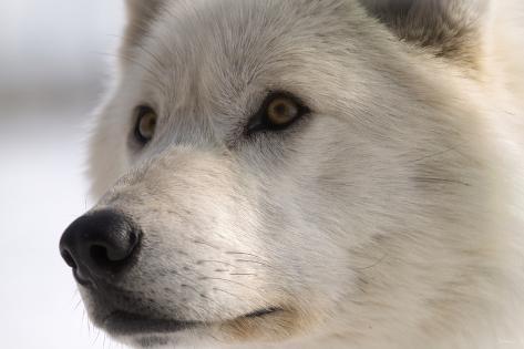 Photographic Print: White Wolf Color by Gordon Semmens: 24x16in