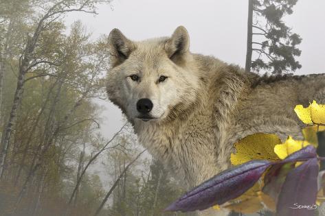 Photographic Print: White Wolf by Gordon Semmens: 24x16in