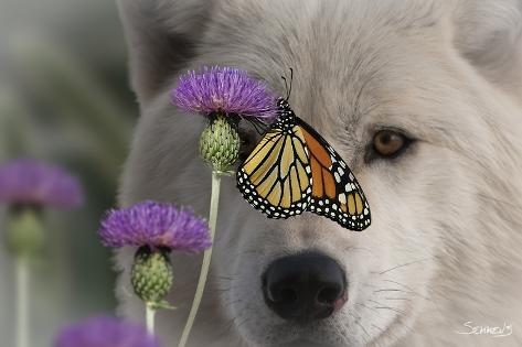 Photographic Print: Monarch and Wolf by Gordon Semmens: 24x16in