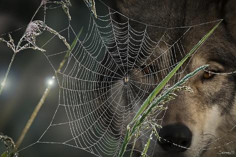 Photographic Print: Web and Wolf by Gordon Semmens: 24x16in