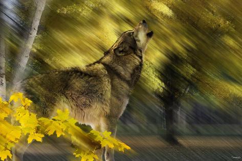 Photographic Print: Howling Wolf by Gordon Semmens: 24x16in