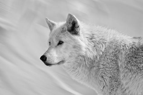 Photographic Print: White Wolf BW by Gordon Semmens: 18x12in
