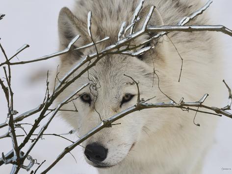 Photographic Print: Zoo Wolf 1 by Gordon Semmens: 24x18in