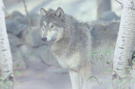 Photographic Print: Wolf in the Mist by Gordon Semmens: 24x16in