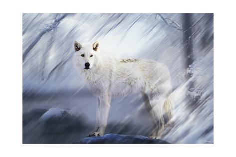 Giclee Print: River Wolf II by Gordon Semmens: 24x16in
