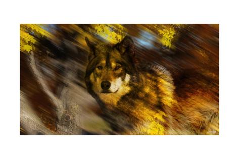 Giclee Print: Autumn Wolf by Gordon Semmens: 24x16in