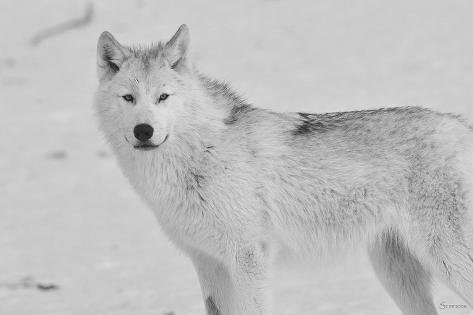 Photographic Print: White Wolf 3 by Gordon Semmens: 24x16in