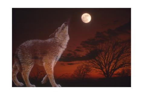 Giclee Print: A Wolf Howling with Full Moon in the Sky by Gordon Semmens: 24x16in