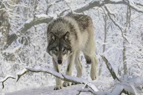 Photographic Print: Zoo Wolf 03 by Gordon Semmens: 24x16in