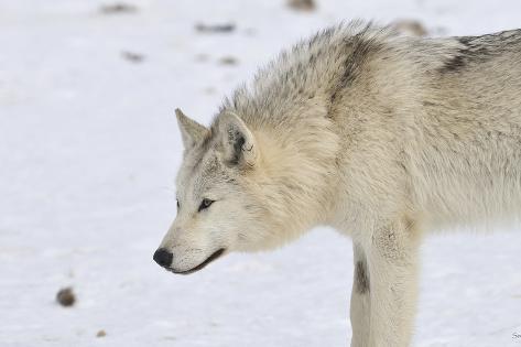 Photographic Print: Zoo Wolf 06 by Gordon Semmens: 24x16in