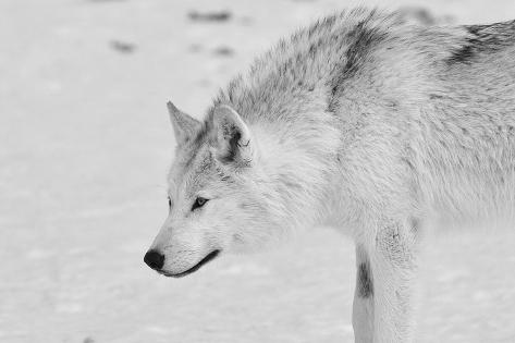 Photographic Print: White Wolf 1 by Gordon Semmens: 24x16in