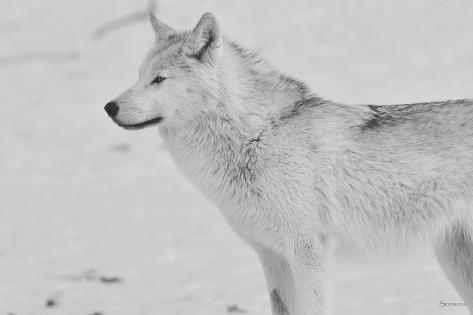 Photographic Print: White Wolf 2 by Gordon Semmens: 24x16in