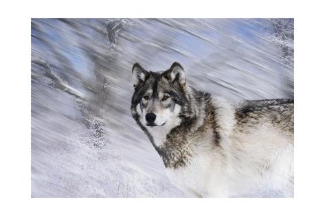Giclee Print: River Wolf I by Gordon Semmens: 24x16in