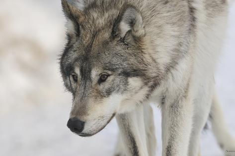 Photographic Print: Zoo Wolf 07 by Gordon Semmens: 24x16in