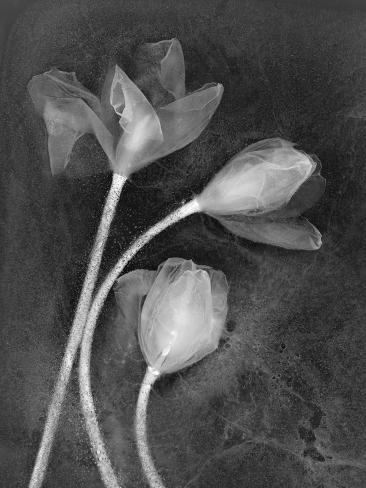 Photographic Print: Tulipanes by Moises Levy: 24x18in