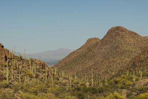 Photographic Print: USA, Arizona, Saguaro National Park. Valley in Desert Landscape by Cathy & Gordon Illg: 24x16in